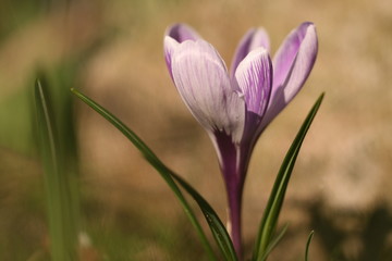 Nahaufnahme lila Krokus im Frühling 
