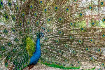 Obraz premium Peacock showing it beautiful feather