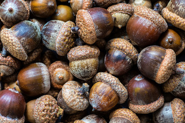 Background with autumn acorns and leaves closeup. Acorns macro. Oak acorns.Brown autumn acorns on the table. Autumn backdrop.A lot of oak acorns. Top view from above.