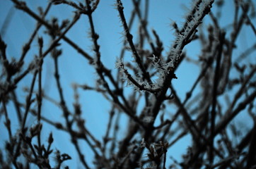 Branch covered in ice cold white frost in the winter. first frosts, cold weather, frozen water, frost