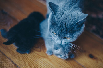 cat with kittens. Mom teaches baby to walk. Gray animals. Muzzle close-up. The concept of alternative medicine, allergies, antidepressants, Pets