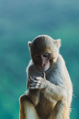 Close-up of a monkey face and eyes in at the temple