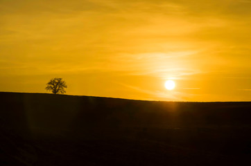 Bare Tree on the Hill in Sunset in Tuscany, Italy.
