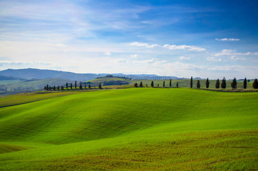Agriculture Landscape with Plants and Hills in Tuscany, Italy.