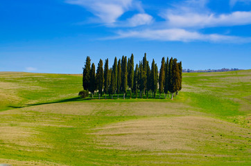 Cypress Trees and Agriculture Landscape with Plants and Hills in Tuscany, Italy.