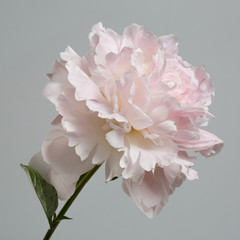 Tender pink peony flower isolated on gray background.