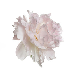 Gently pink peony flower isolated on a white background.