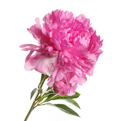 Pink peony flower with bud isolated on a white background.