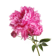 Pink peony flower with bud isolated on a white background.