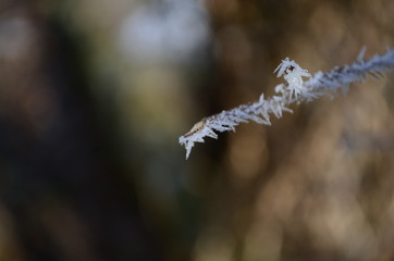 Fototapeta premium Branch covered in ice cold white frost in the winter. first frosts, cold weather, frozen water, frost