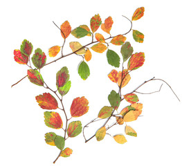 Twigs with colorful dried leaves isolated on white background. Herbarium of pressed autumn branches with dried leaves..