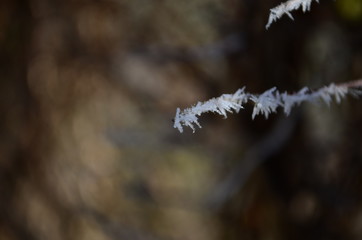 Obraz premium Branch covered in ice cold white frost in the winter. first frosts, cold weather, frozen water, frost