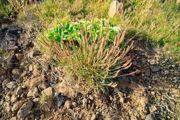 Island grass