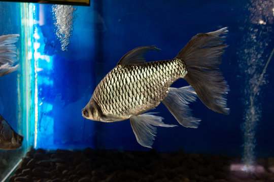 Long Tail Java Barb (Puntius Brevis), also known as the silver barb, Tawes Slayer fish.soft focus 