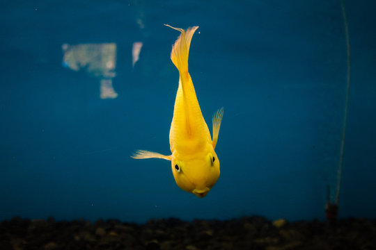 yellow parot fish in fish tank .