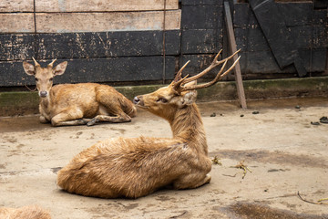 Poor Deer capture in the cage of the zoo,deer breeding