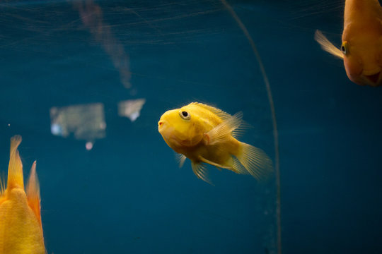 yellow parot fish in fish tank .