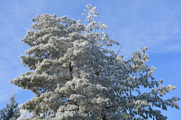 Pine tree with rime in winter time