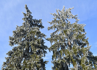 Pine tree with rime in winter time