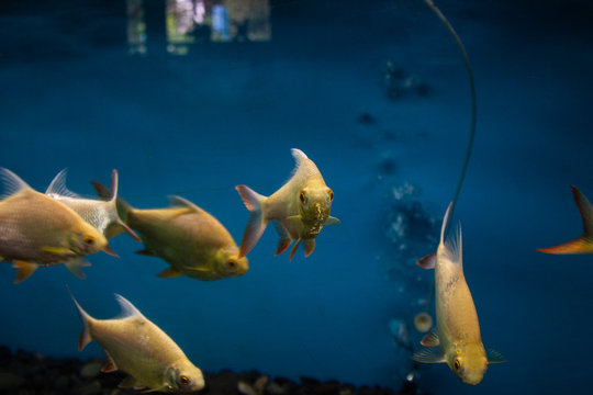 Albino silver and Tinfoil barb in fish tank.