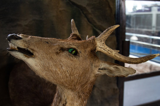 Up close view of the preserved head  from a deer.