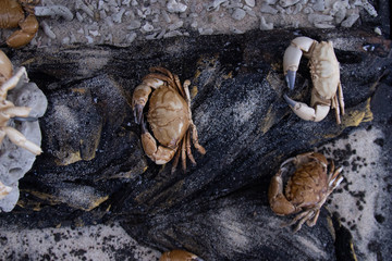 Crab fossil, crab preserves of prehistoric animals, Fossil trilobite imprint 