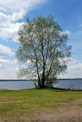 Spring background. Green tree by the lake against a soft blue sky with white cumulus clouds 