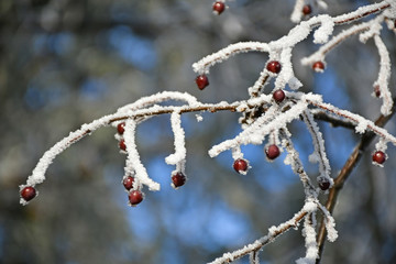 Twigs of a plant in winter time