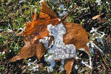 Leaf with rime in winter time