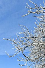 Trees in the woods in winter time