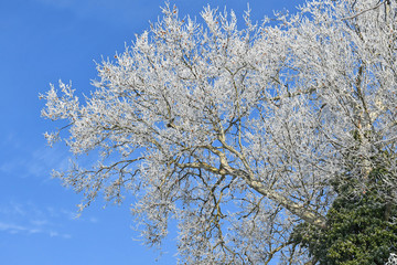 Trees in the woods in winter time