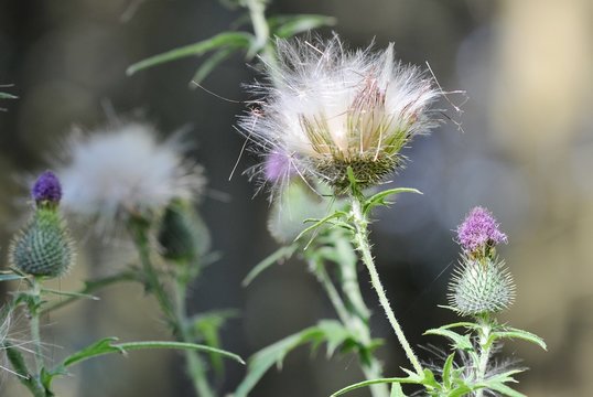 thistle in bloom