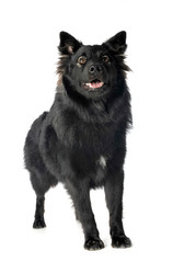 Finnish Lapphund in studio