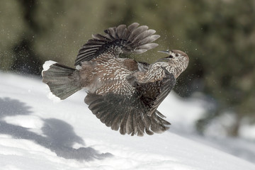 Combat in high mountain, struggle between Spotted nutcracker (Nucifraga caryocatactes)