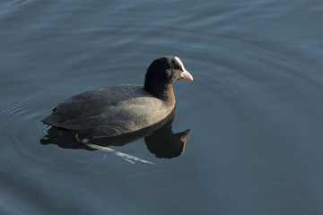 Eurasian coot Fulica atra
