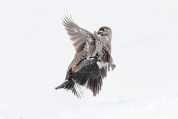 Stunning combat between Eurasian nutcracker in the snow (Nucifraga caryocatactes)
