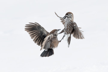 Incredible battle between Eurasian nutcracker in the snow (Nucifraga caryocatactes)