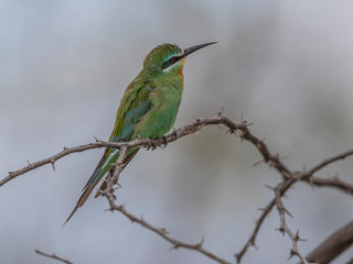 This beautiful kingfisher had a short brake between her hunting attempts. Lake Baringo, Kenya.