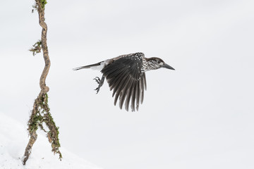 The Spotted nutcracker in flight on snow (Nucifraga caryocatactes)