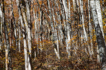 Obraz premium 美しいブナ林 (大山/鳥取県)