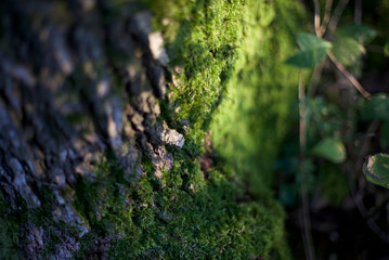 flauchig und rau