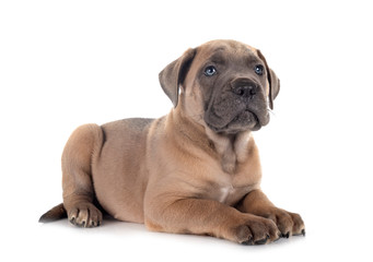 Obraz premium puppy cane corso