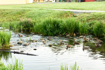 Ducks near pond in autumn park.	