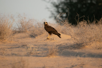 Marsh Harrier Dubai UAE
