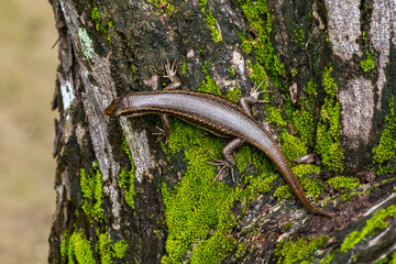 Lizard in the Jungle of the island of Curieuse, Seychelles.