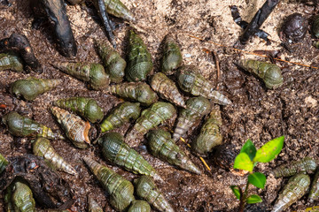 Snail shells in the Jungle of the island of Curieuse, Seychelles.