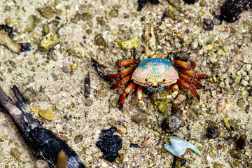 Spider Crab, Neosarmatium meinerti in the mangroves on Curieuse, Seychelles.
