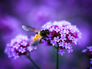 Little bee and beautiful flowers 