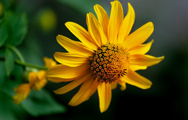 Yellow gerbera