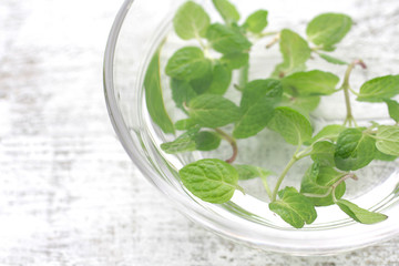 ハーブ系の緑のスペアミント